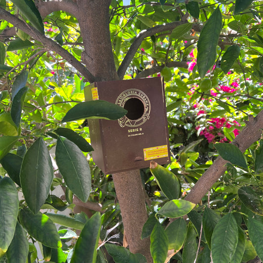 Turning a Cigar Box into a Charming Birdhouse: A Simple DIY Guide